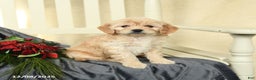 Cavapoo dogs for sale: Lexi  - Ad 2