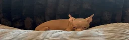 Chihuahua dogs for sale: Mr hazel  - Ad 6