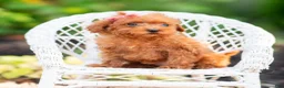 Maltipoo dogs for sale: Berribelle - Ad 8