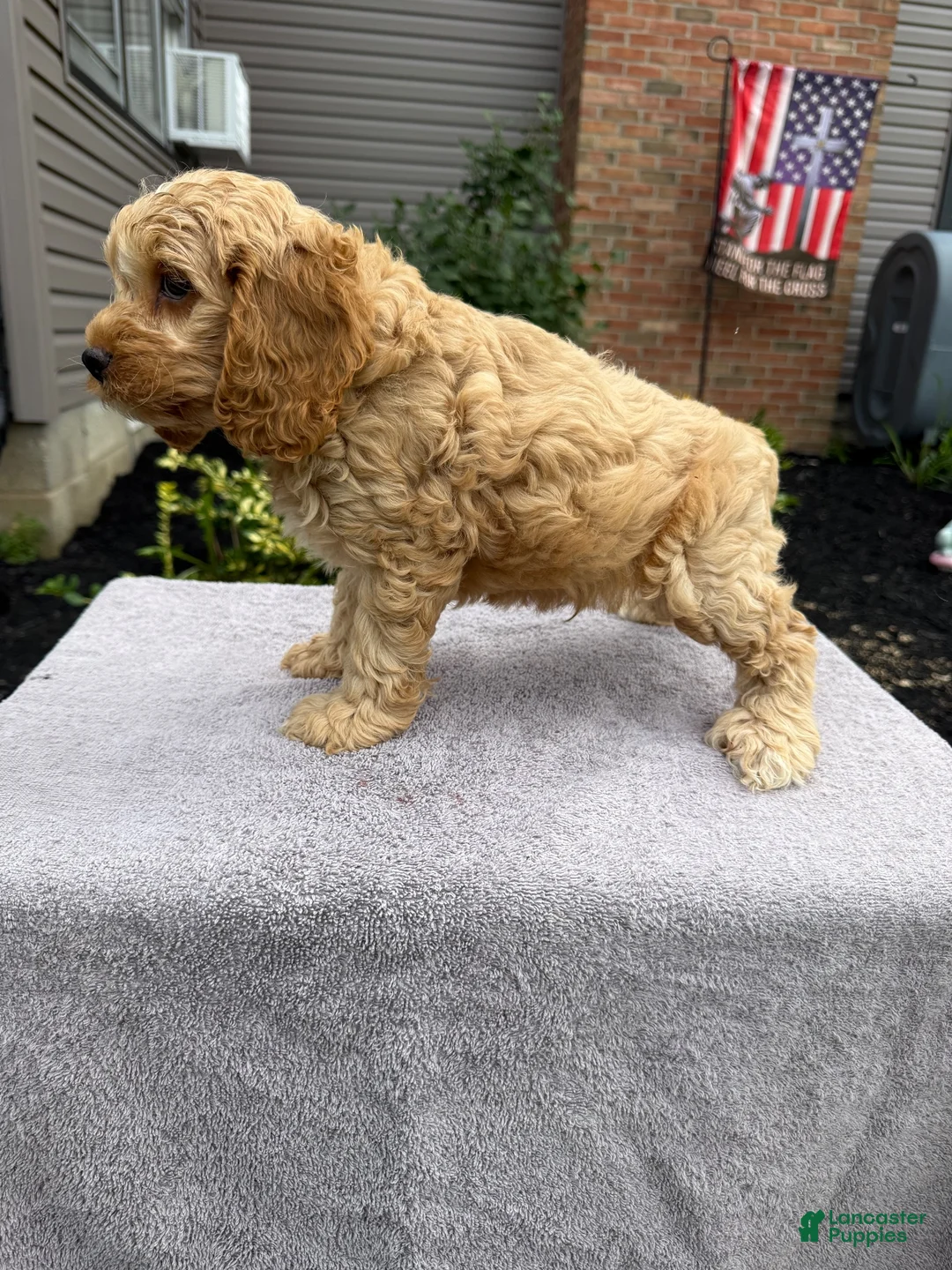 Cockapoo dogs for sale: Dylan - Ad 2
