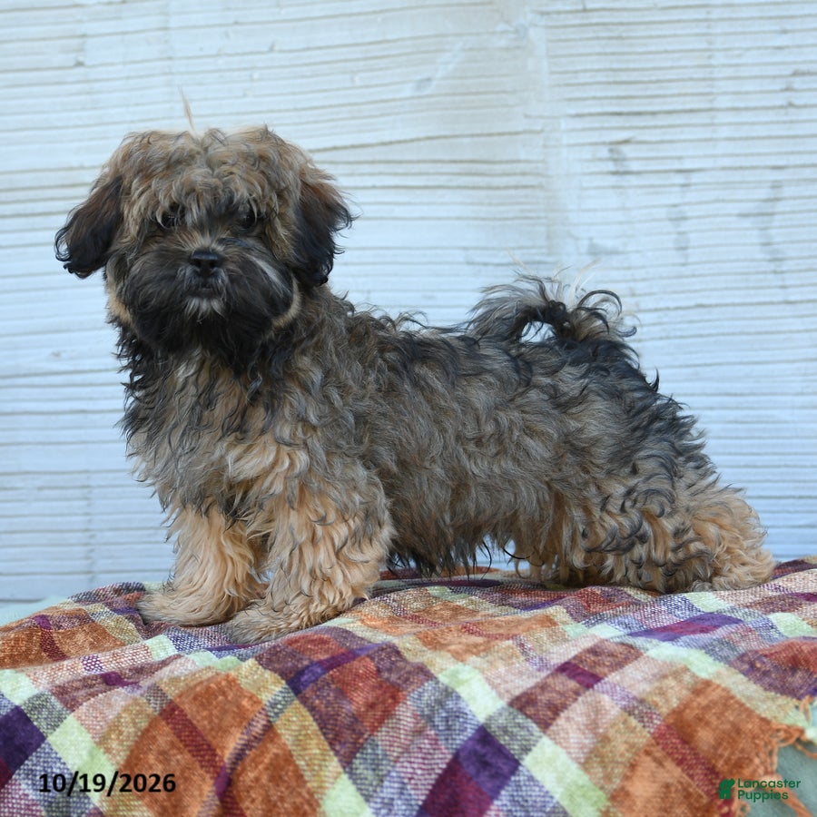 Teddy Bear dogs for sale: Mickey - Ad 2