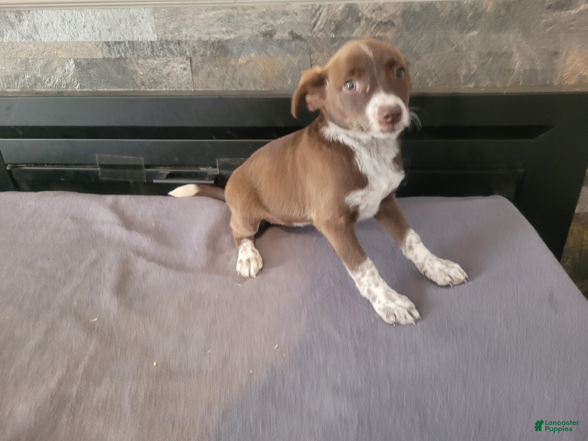 Linda, Sheprador