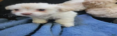 Shih Tzu 3