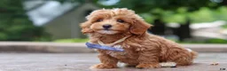 Maltipoo dogs for sale: Leo - Ad 5