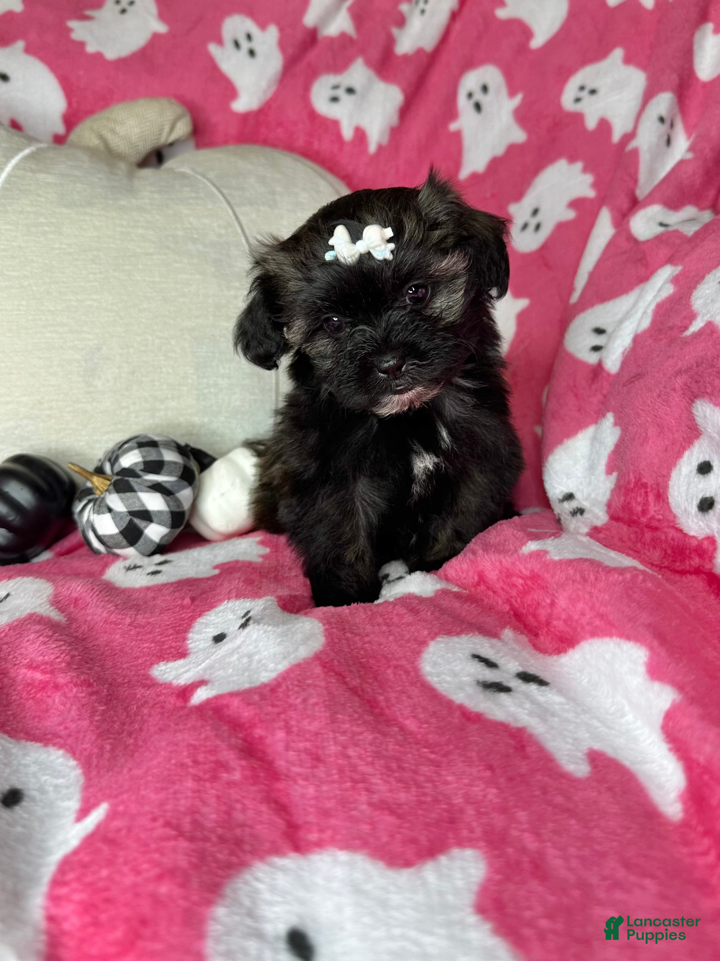 Shihpoo dogs Lovebug - Ad 21