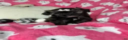 Shihpoo dogs for sale: Lovebug - Ad 1