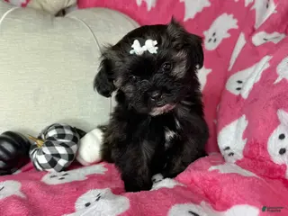 Shihpoo dogs Lovebug - Ad 16