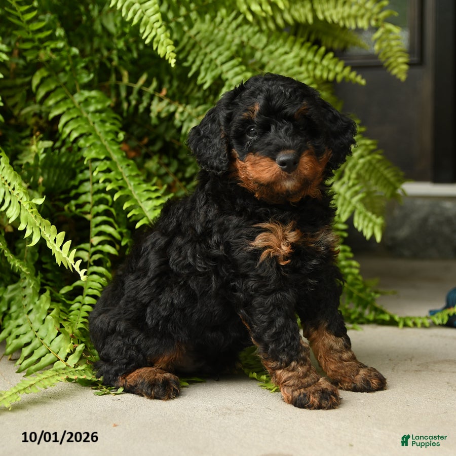 Mini Aussiedoodle dogs Triton - Ad 1