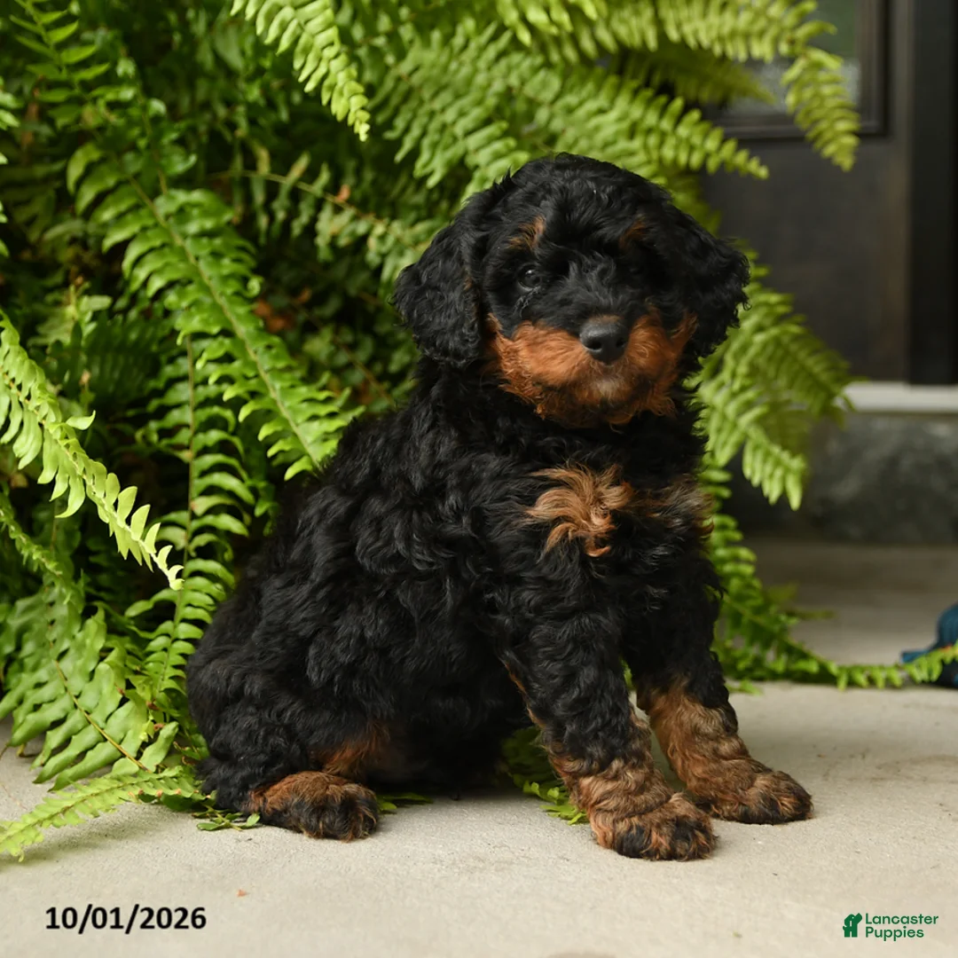 Mini Aussiedoodle dogs for sale: Triton - Ad 1
