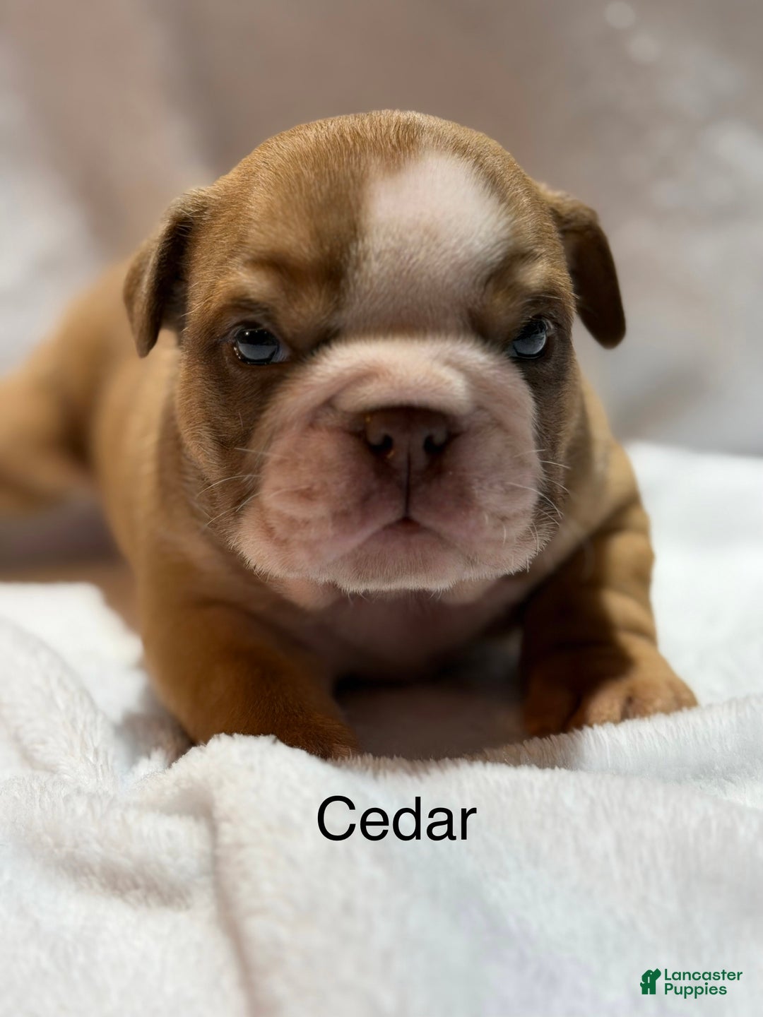 English Bulldog dogs for sale: English Bulldog Puppy 2 - Ad 5