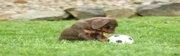 Doberman Pinscher dogs for sale: Dash (Red Rust) 🐶 - Ad 3