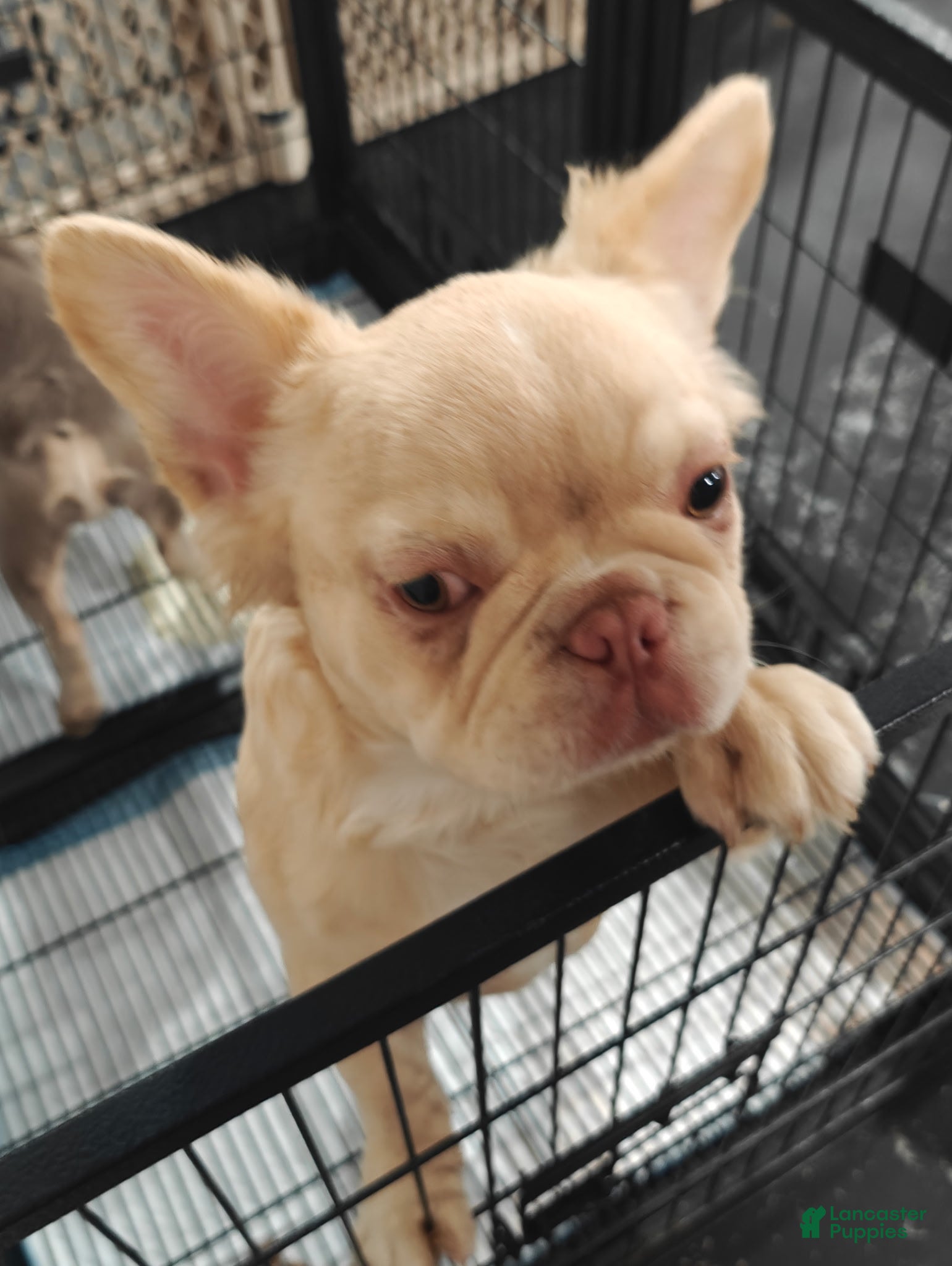 French Bulldog dogs Bentley - Ad 2