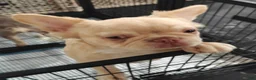 French Bulldog dogs for sale: Bentley - Ad 2