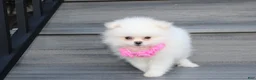 Pomeranian dogs for sale: Reese - Ad 3