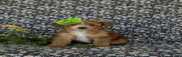 Shorkie dogs for sale: Mia Hypoallergenic - Ad 3
