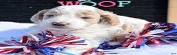 Mini Goldendoodle dogs for sale: Danny Micro Goldendoodle  - Ad 3