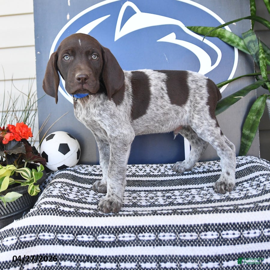 German Shorthaired Pointer dogs Captain - Ad 1