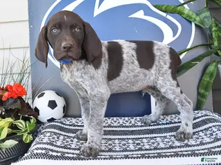 German Shorthaired Pointer dogs for sale: Captain - Ad 4