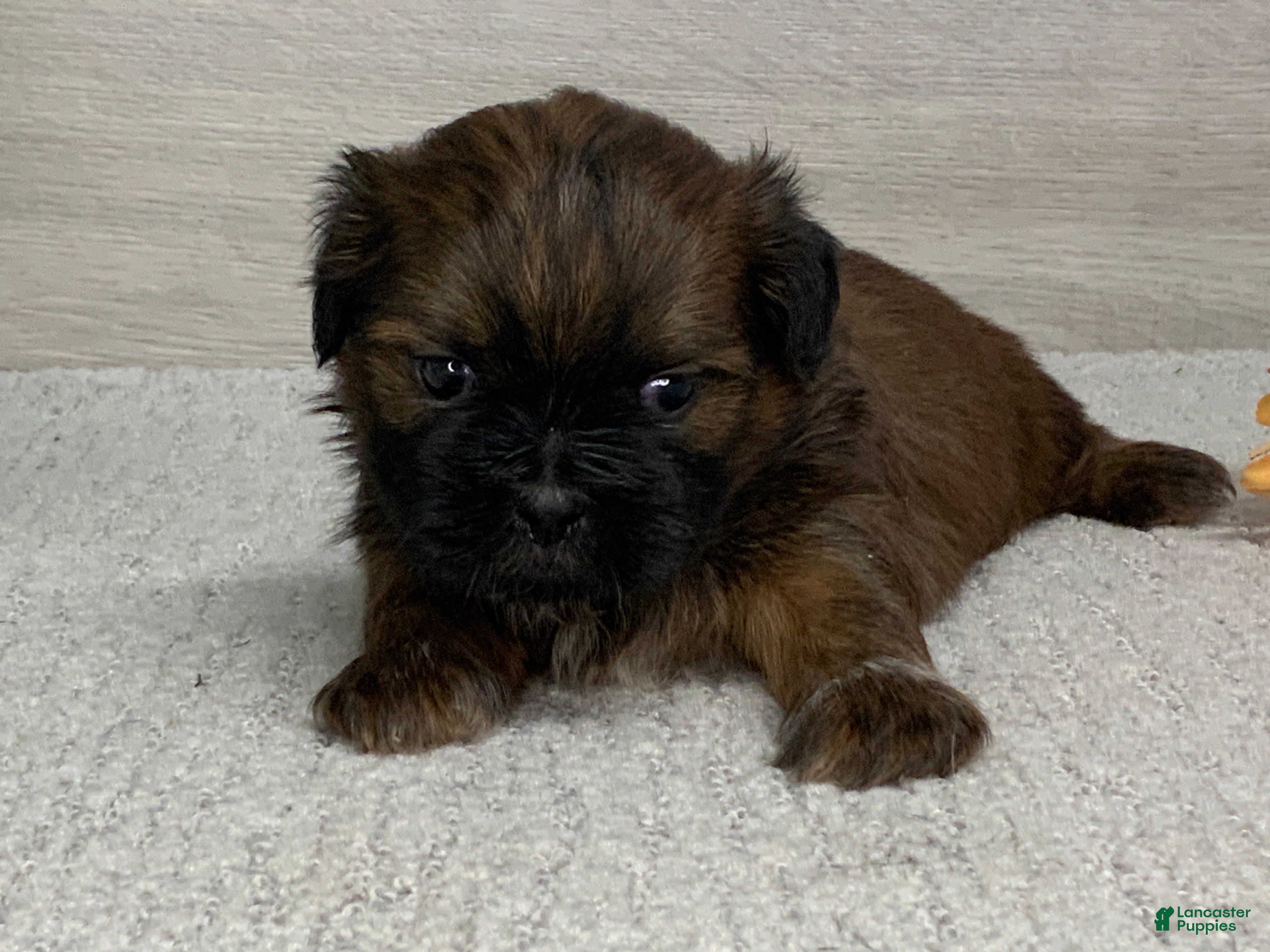 Shih Tzu dogs Lonny - Ad 2