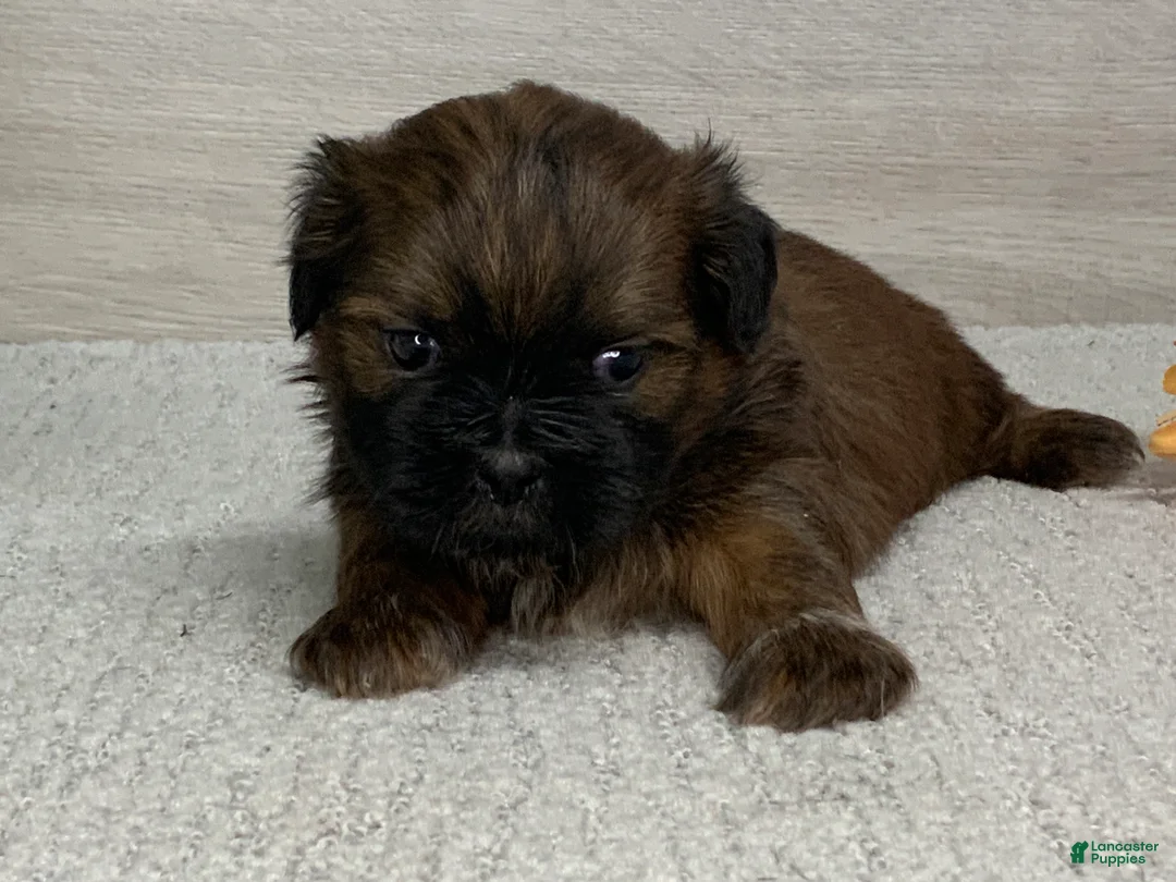 Shih Tzu dogs for sale: Lonny - Ad 2