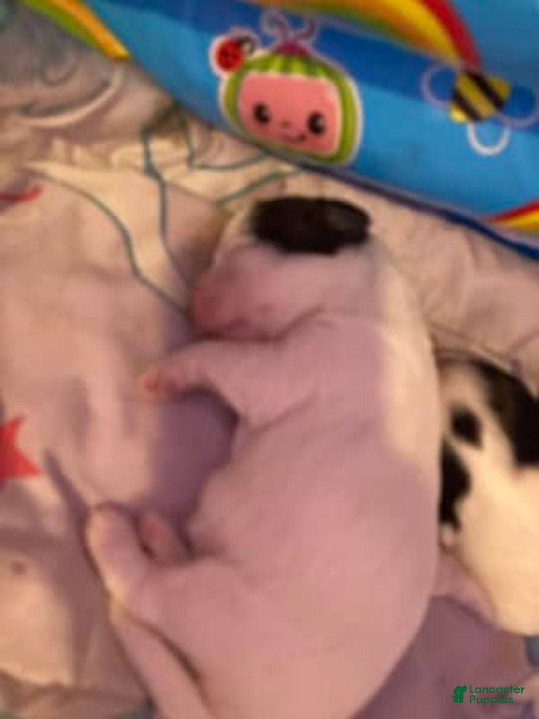 Gallery Image {{count}}