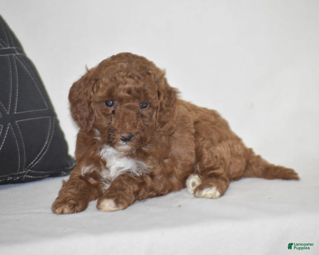 Miniature Poodle dogs for sale: Elisa - Ad 1