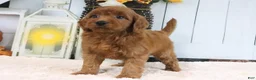 Mini Goldendoodle dogs for sale: Lacy - Ad 3