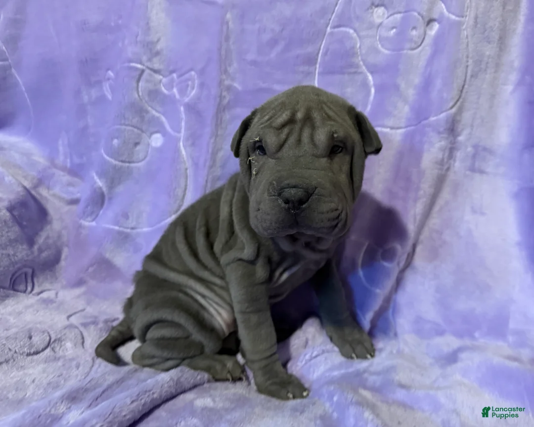 Shar Pei dogs for sale: Aurora - Ad 5
