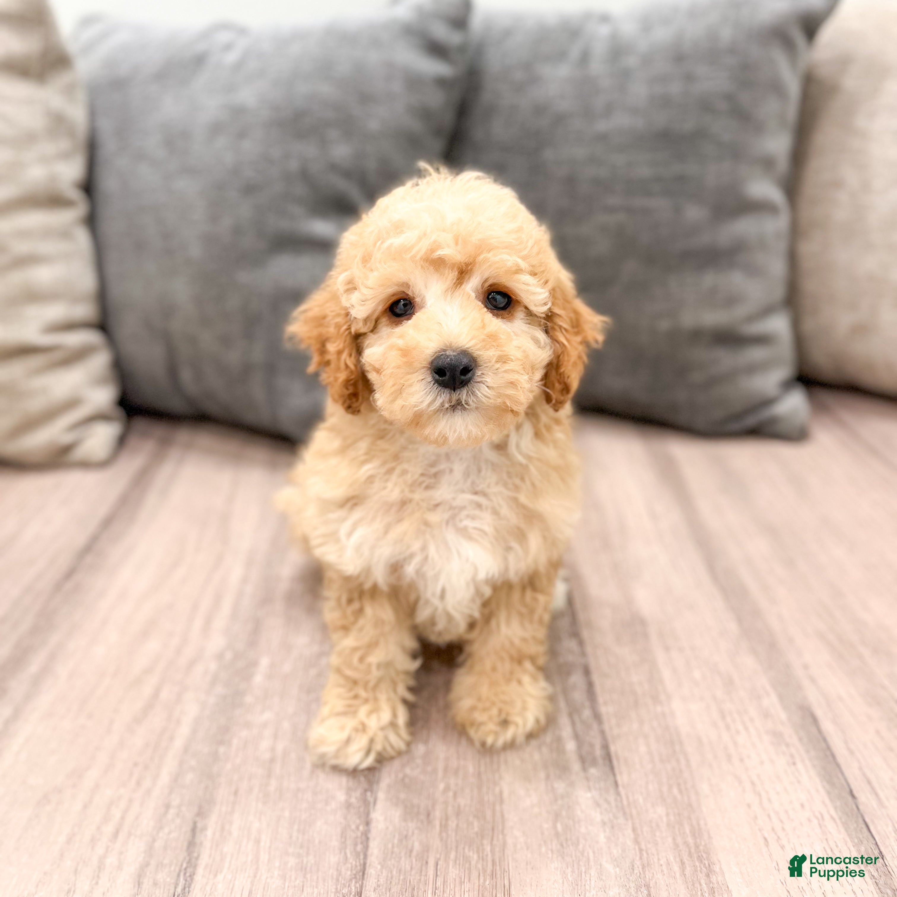 Miniature Poodle dogs Scarlett - Ad 1