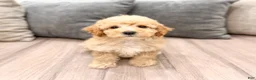 Miniature Poodle dogs for sale: Scarlett - Ad 1