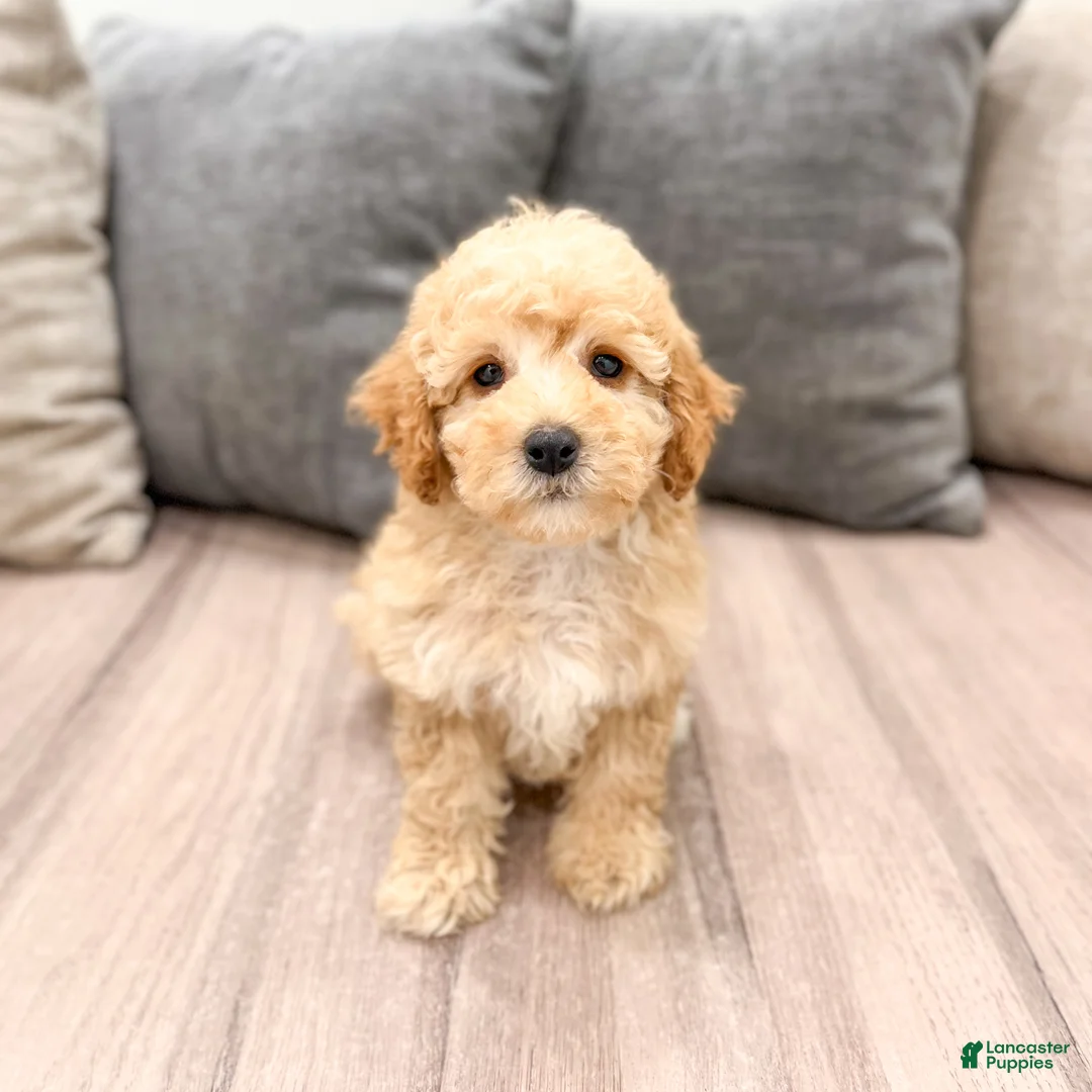 Miniature Poodle dogs for sale: Scarlett - Ad 1