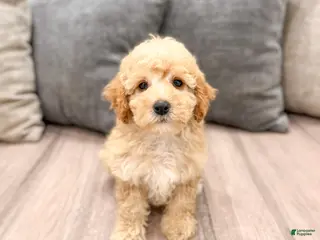 Miniature Poodle dogs for sale: Scarlett - Ad 3