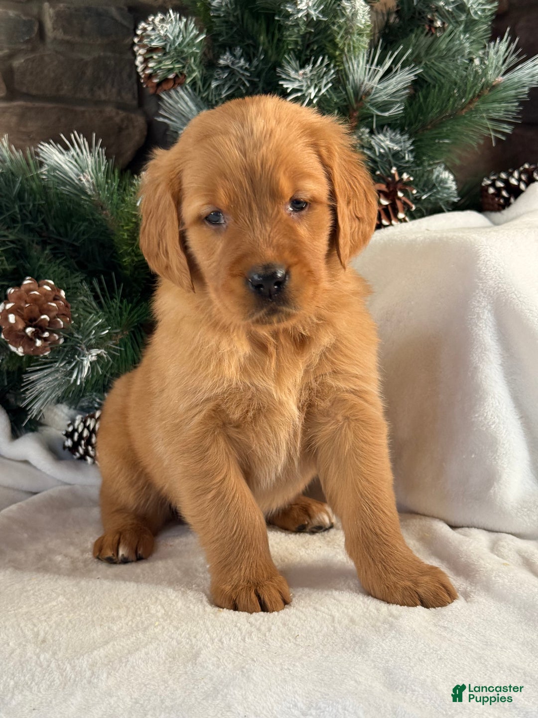 Golden Retriever dogs for sale: Kira - Ad 3