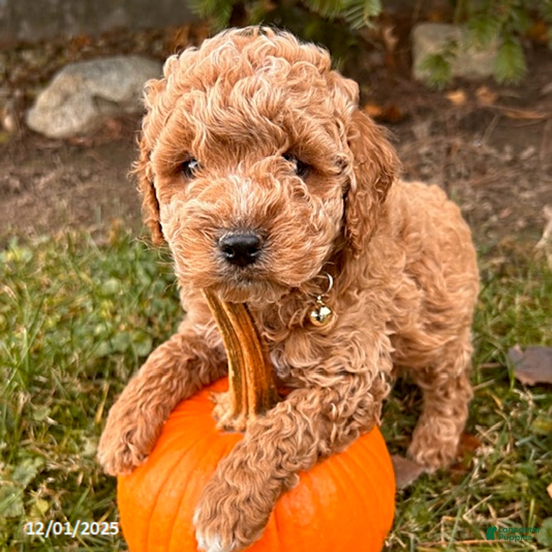 Cockapoo dogs for sale: Luis - Ad 2