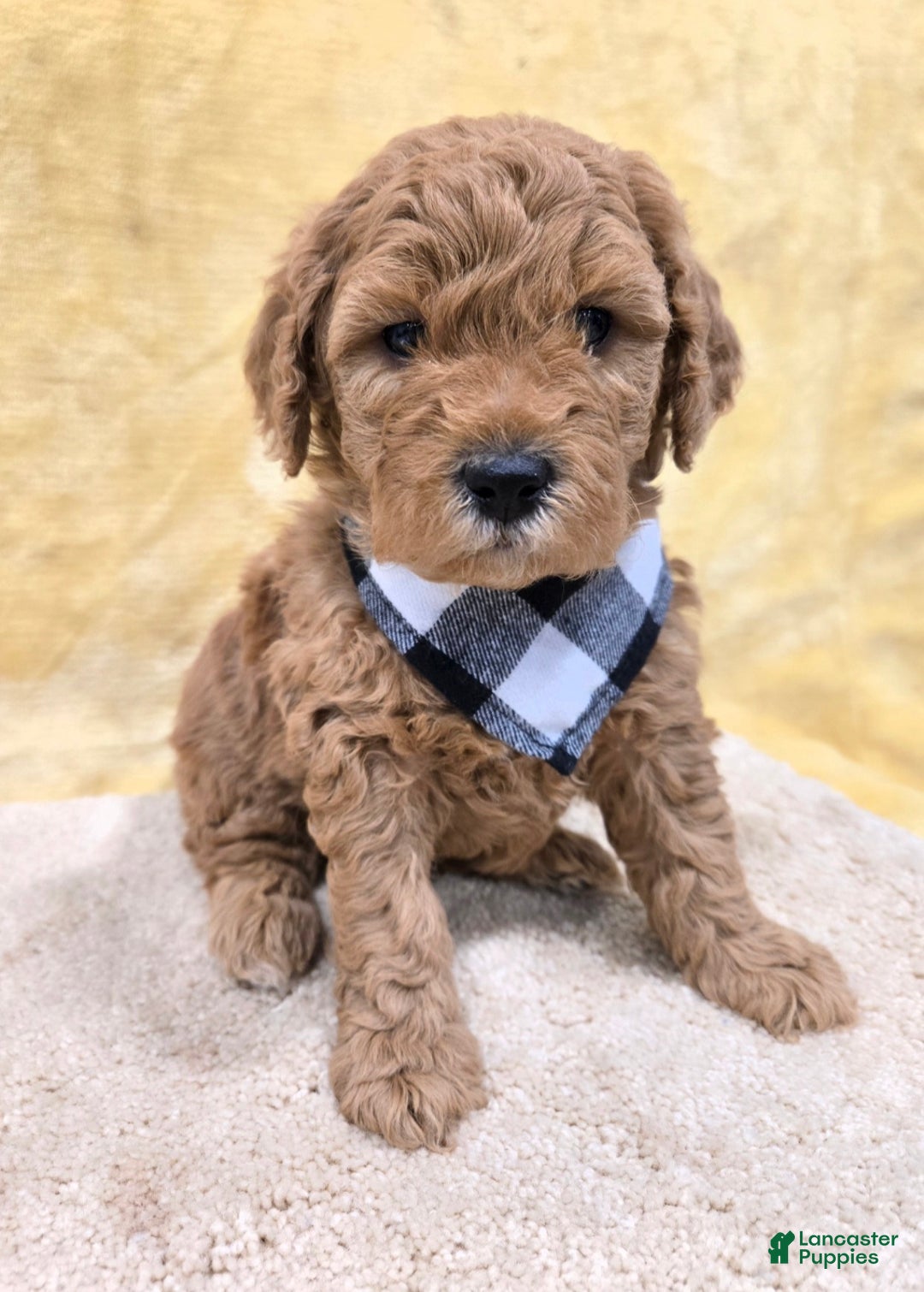 Mini Goldendoodle dogs for sale: Leo - Ad 1