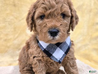 Mini Goldendoodle dogs Leo - Ad 42