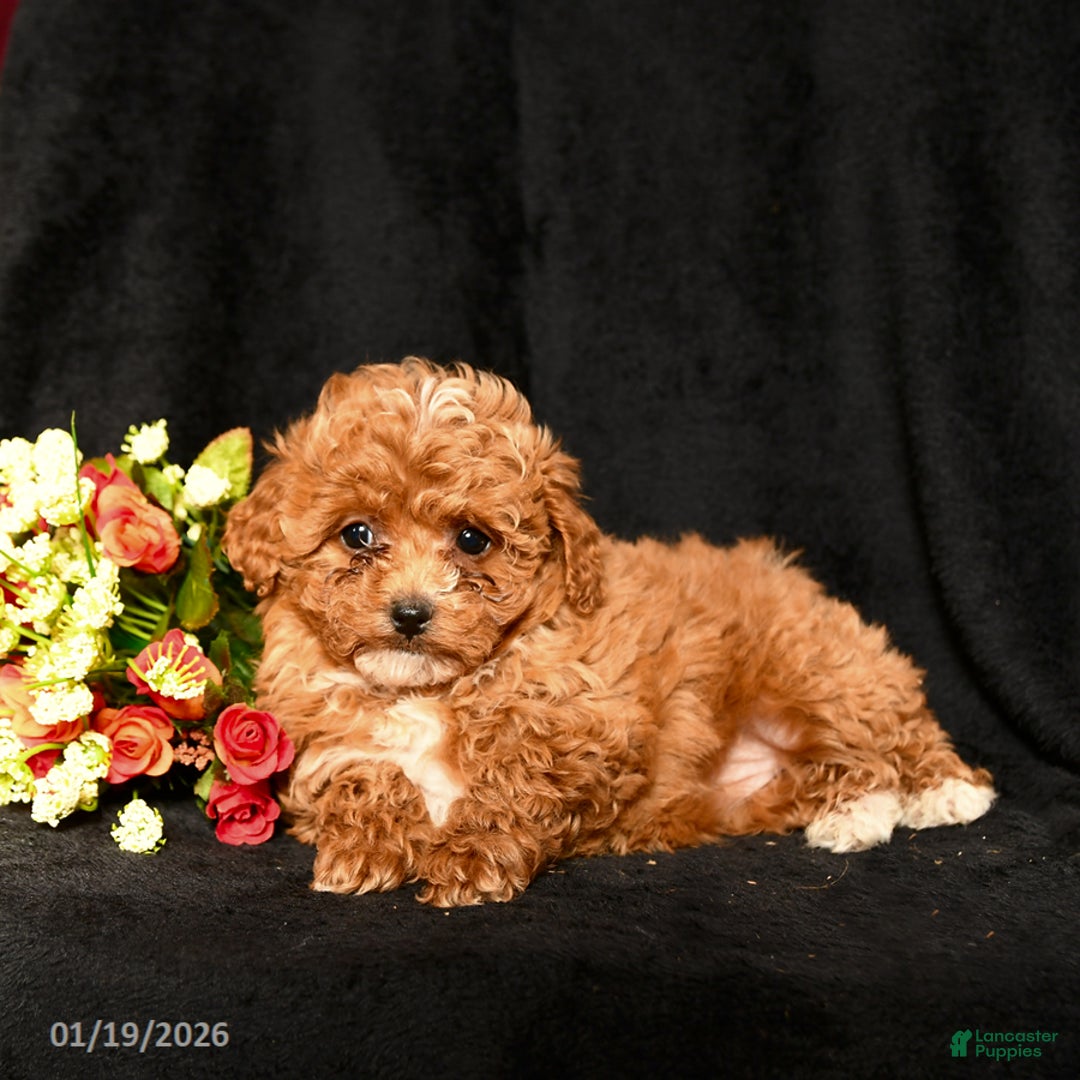 Miniature Poodle dogs for sale: Snuggles   - Ad 2