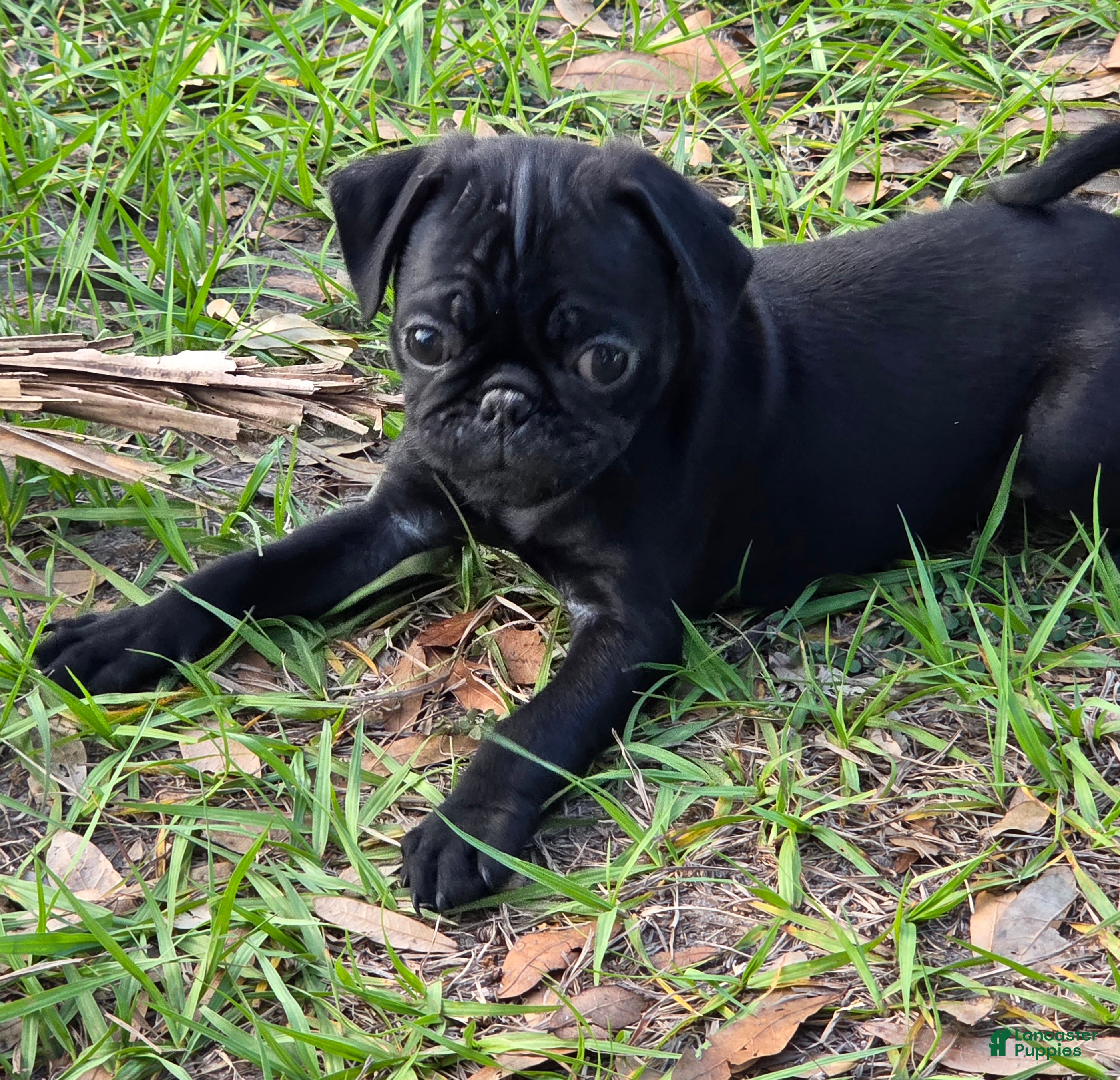 Pug dogs Sunshine  - Ad 2