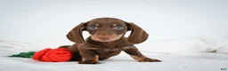 Miniature Dachshund dogs for sale: Asher - Ad 7