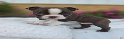 Boston Terrier dogs for sale: Brownie - Ad 2