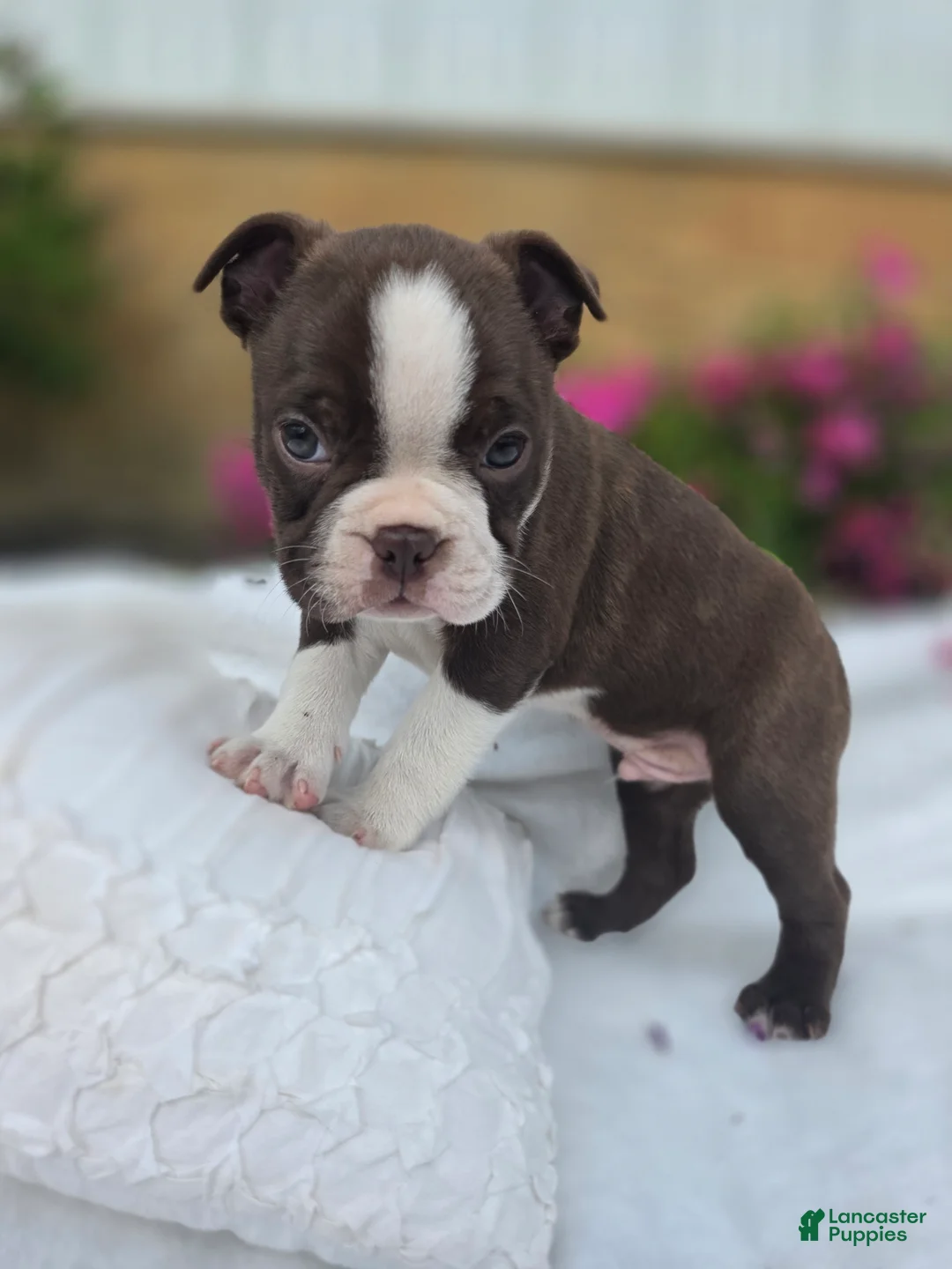 Boston Terrier dogs for sale: Brownie - Ad 2