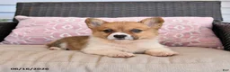 Welsh Corgi Pembroke dogs for sale: Mocha - Ad 3
