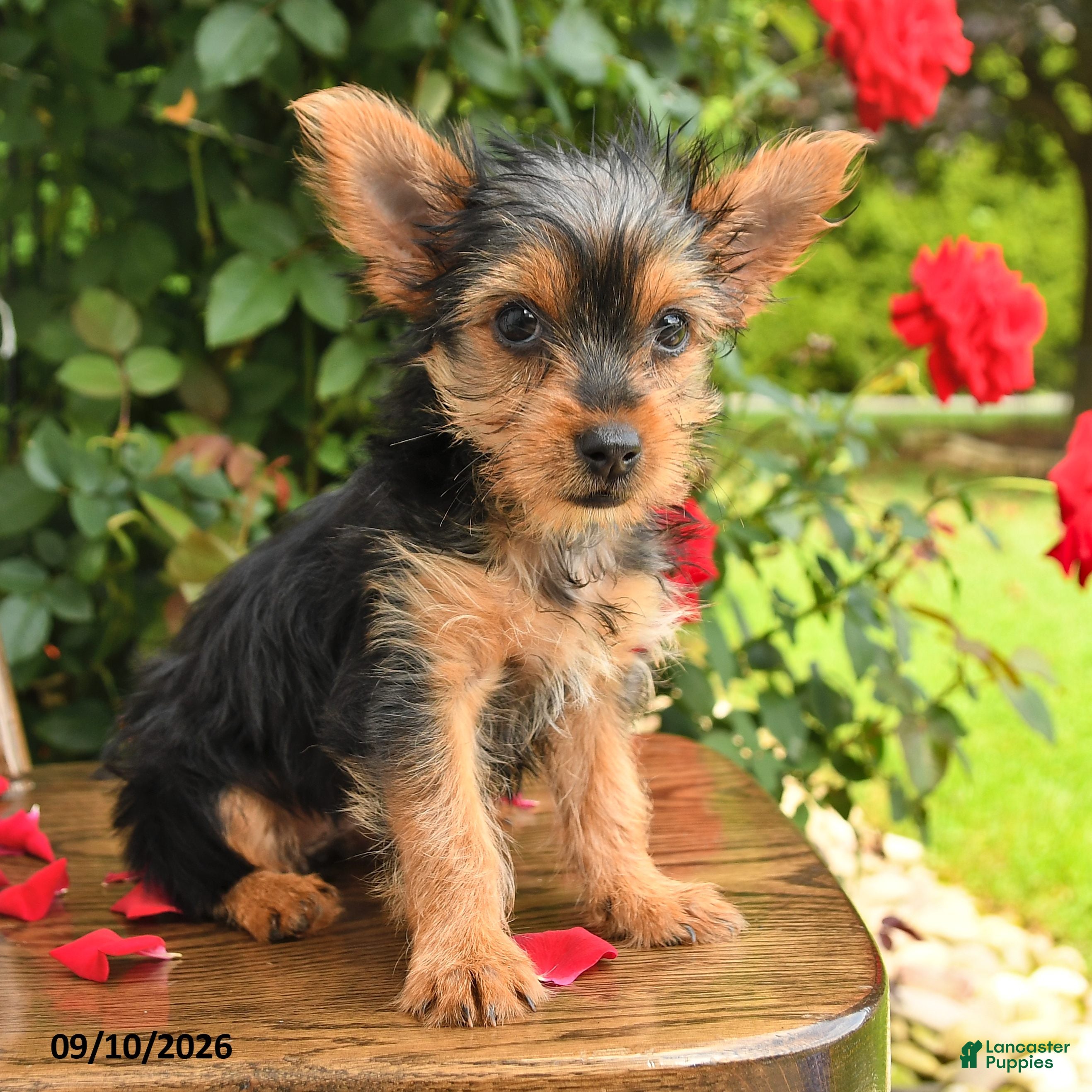 Yorkshire Terrier dogs Angel Teacup - Ad 2