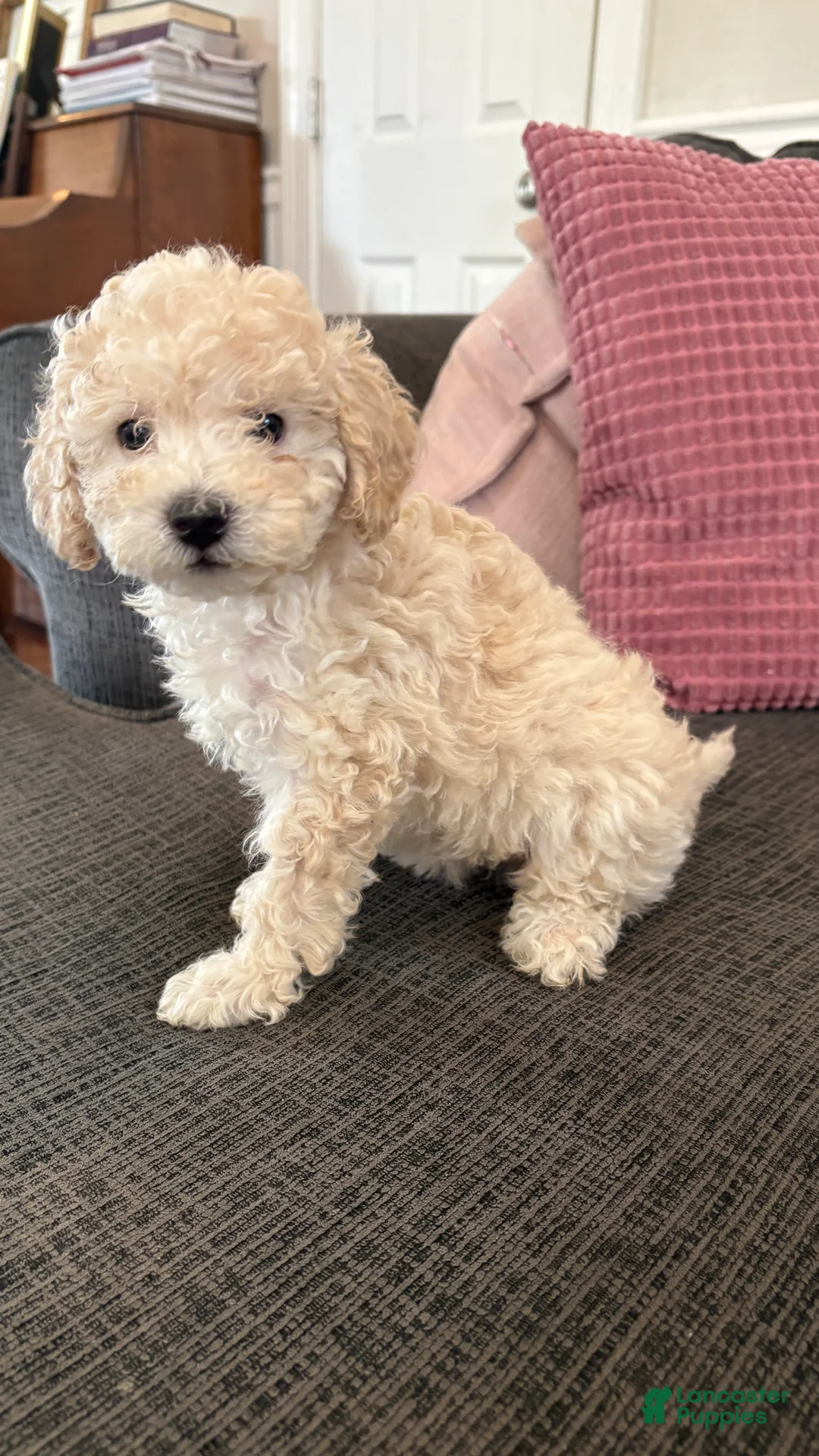 Miniature Poodle dogs for sale: Miniature Poodle 5 - Ad 2