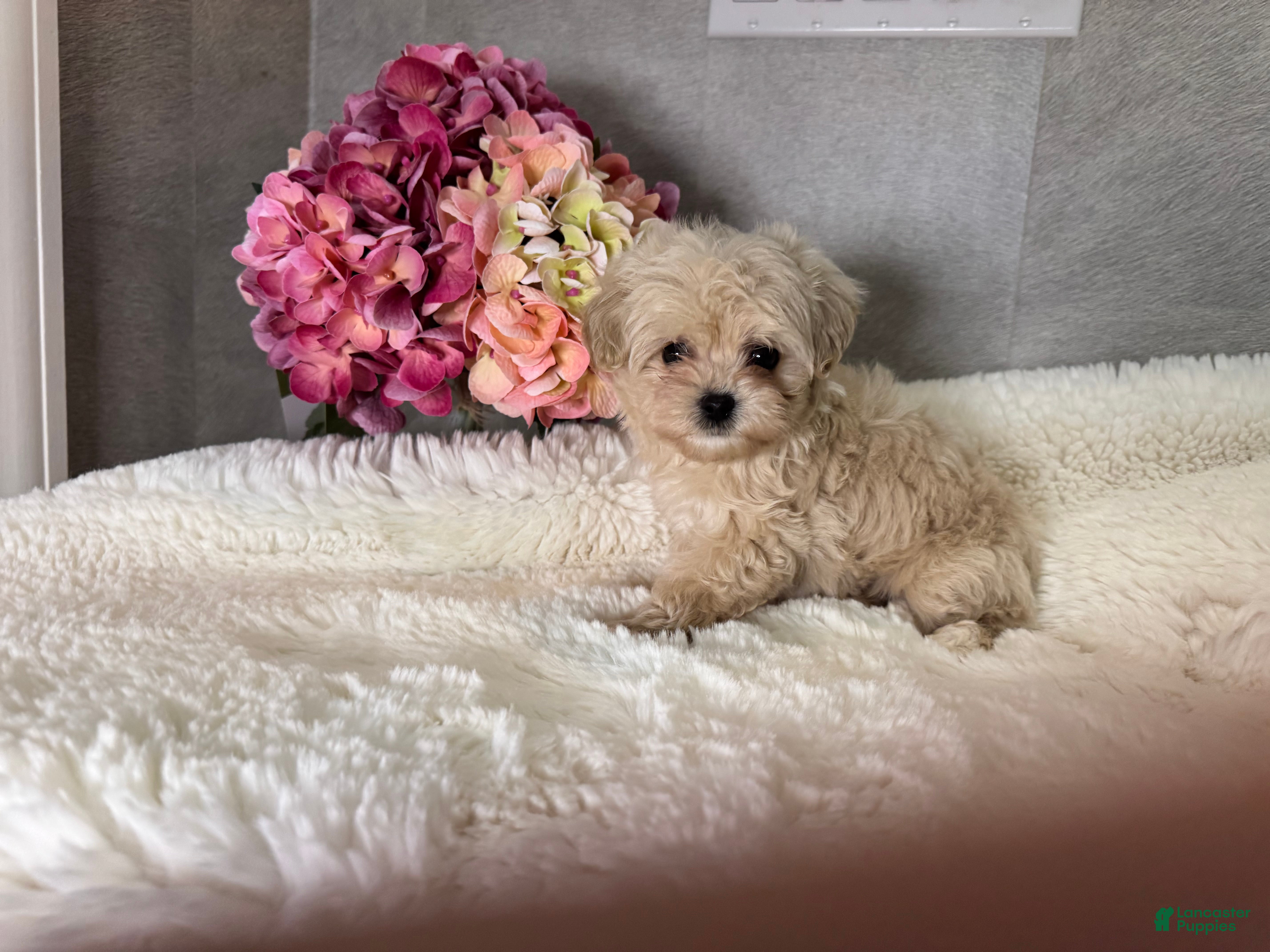 Maltipoo dogs Mars - Ad 1