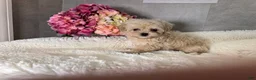 Maltipoo dogs for sale: Mars - Ad 1