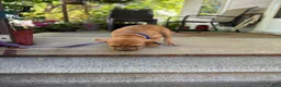Mixed Breed dogs for sale: Rusty - Ad 7