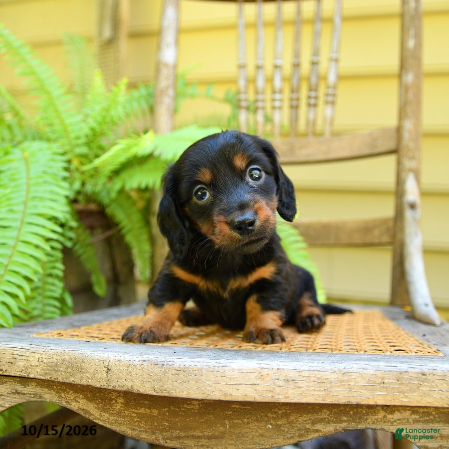 Miniature Dachshund dogs for sale: Prince   - Ad 2