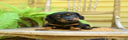 Miniature Dachshund dogs for sale: Prince   - Ad 2