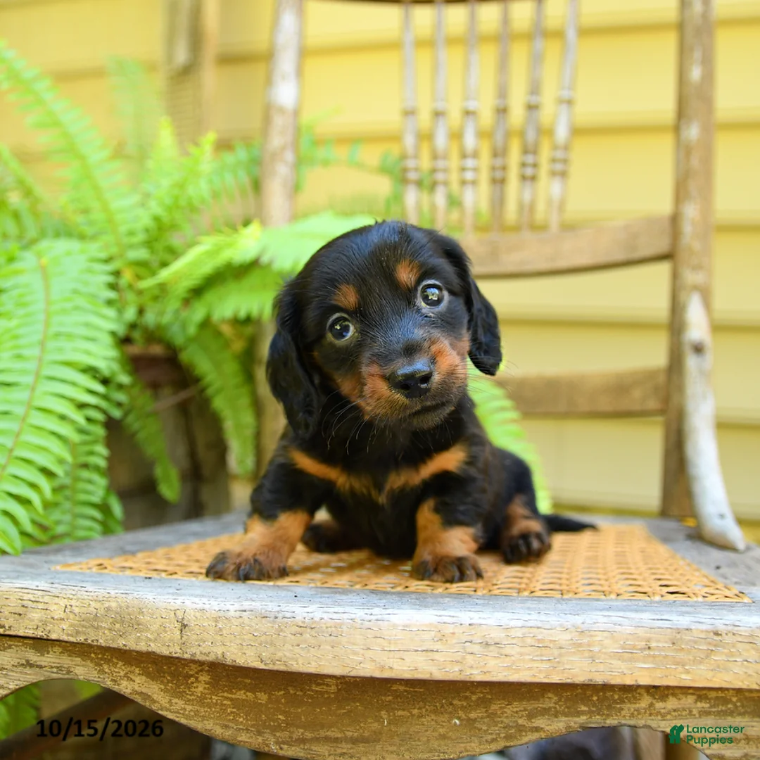 Miniature Dachshund dogs for sale: Prince   - Ad 2